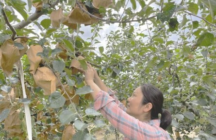 山東煙臺牟平區(qū)北宋家口村：辦起合作社 踏上致富路