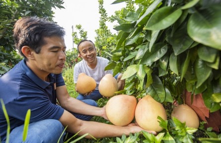 廣西藤縣：柚子產(chǎn)業(yè)擴(kuò)寬致富路