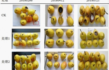 3、成果名稱：梨貯運(yùn)品質(zhì)質(zhì)量控制關(guān)鍵技術(shù)