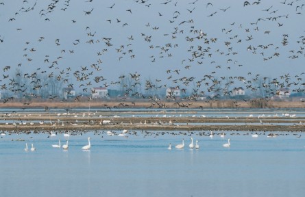 湖北漢川：汈汊湖國家濕地公園迎來近5萬只越冬候鳥