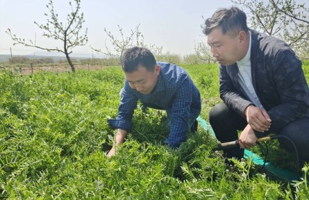 山東煙臺棲霞市：蘋果樹下種“雜草” 返鄉(xiāng)創(chuàng)業(yè)青年帶領(lǐng)博碩團(tuán)隊(duì)打造生態(tài)果園