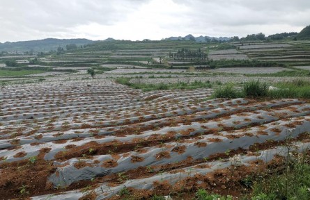 貴州農(nóng)村里來(lái)了“年輕管家”