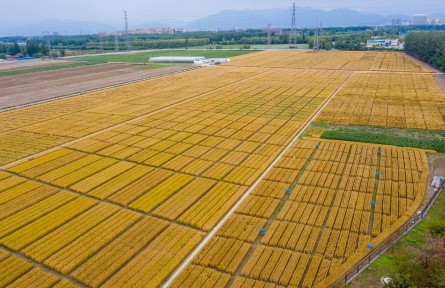 北京昌平：夏收時節(jié)，“麥”向豐收