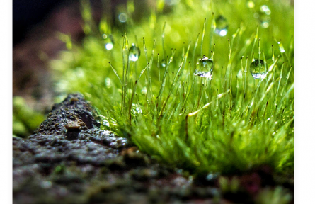 名言 | 袁枚：苔花如米小，也學(xué)牡丹開