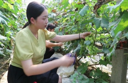 山東省濱州市特色農(nóng)業(yè)“金鑰匙”打開農(nóng)民“致富門”