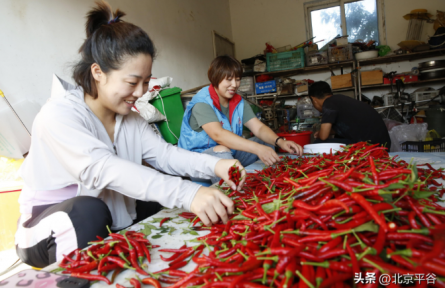 北京平谷：水峪辣椒喜獲豐收