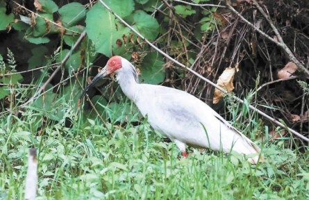 北京動(dòng)物園已繁育朱鹮70多只