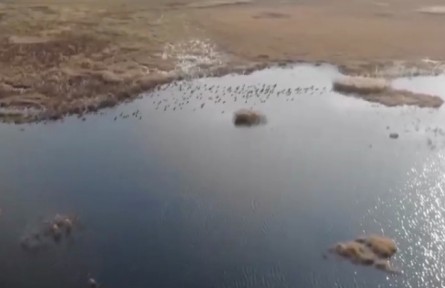 黑龍江：天空地一體化 護(hù)航候鳥“遷徙”安全