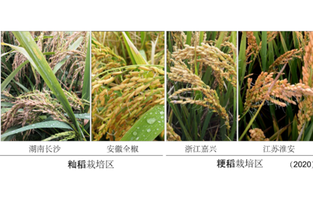 我國科學(xué)家找到調(diào)控水稻小麥穗發(fā)芽的“開關(guān)”