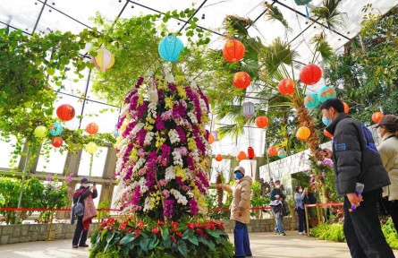 萬株蘭花慶佳節(jié)！國家植物園“元宵蘭花展”亮相