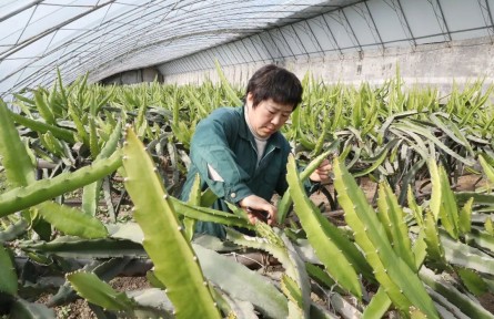 南果北種結(jié)碩果，北京順義市民吃上本土火龍果