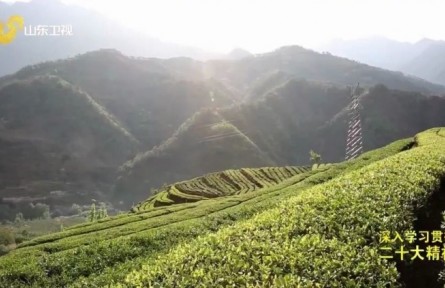 山東鄒城：馬蘭山村種茶記