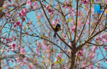 江西余干：農(nóng)文旅融合 油菜花開引客來(lái)