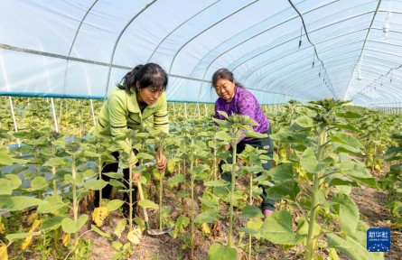 向日葵開出“致富花”