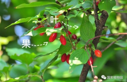 物種故事 | 山茱萸：花滿枝頭香四溢