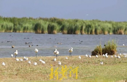 守護(hù)黃河生物多樣性 摸底全流域濕地水鳥“大數(shù)據(jù)”