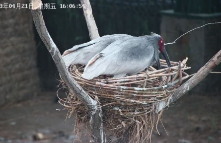 從陜西到山東，生活在黃河三角洲的朱鹮還好嗎？