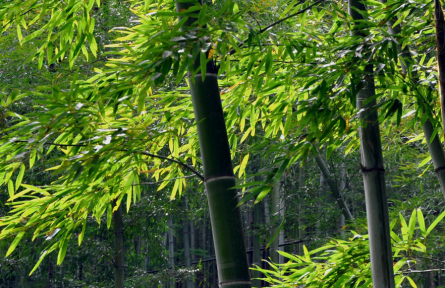 立夏：南國似暑北國春，綠秀江淮萬木蔭