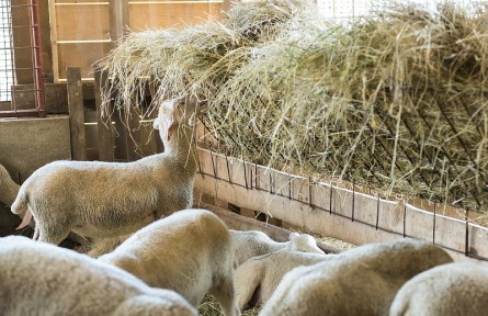 科技名詞 | 飼料學(xué) feed science