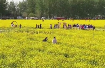 北京近郊面積最大，豐臺(tái)怪村200畝油菜花海綻放