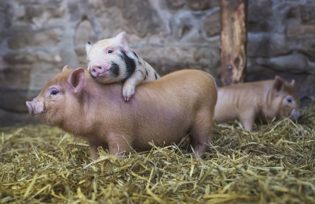 科技名詞 | 動(dòng)物營養(yǎng)學(xué)  animal nutrition