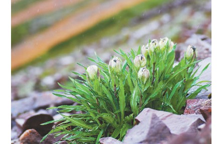 科普 | 冰天雪地，為何也有植物開(kāi)花？