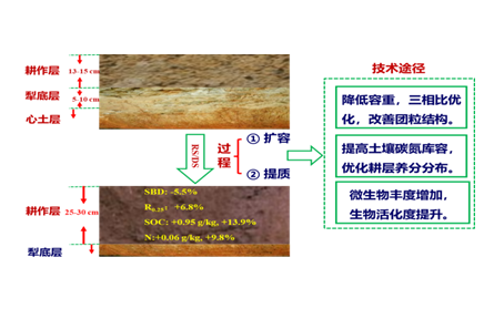 8.冬小麥秸稈還田“兩旋一深”增產(chǎn)增效技術(shù)