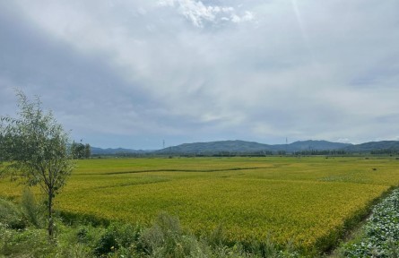 能多搶一畝是一畝——黑龍江災后恢復農(nóng)業(yè)生產(chǎn)見聞