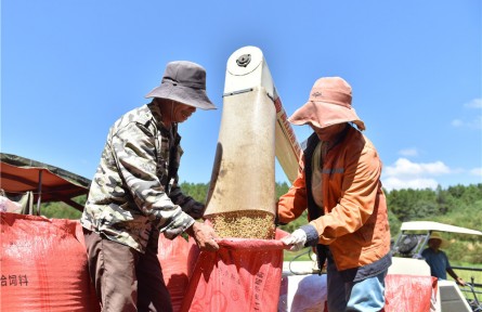 江西撫州黎川：高標(biāo)準(zhǔn)農(nóng)田“豐”景美