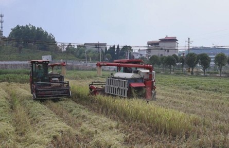 湖南衡陽(yáng)洪市鎮(zhèn)：“生態(tài)紅米稻”豐收 鋪就鄉(xiāng)村振興新“稻”路