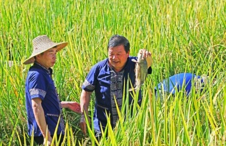 廣西三江：農(nóng)事體驗項目讓鄉(xiāng)村旅游更好玩