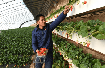 北京昌平：產(chǎn)業(yè)幫扶成效顯著  “一菜一果”落戶阿魯科爾沁旗