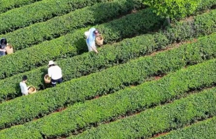 春意正濃茶飄香，湖南長沙望城烏山茶園搶“鮮”開采