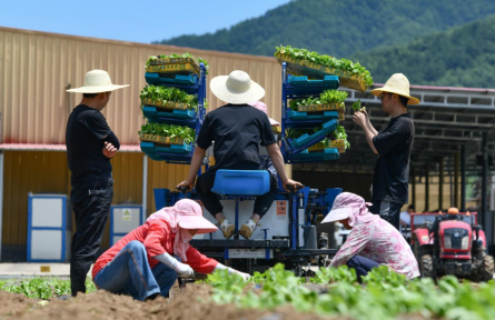 陜西太白 這里的高山蔬菜“高”在哪？