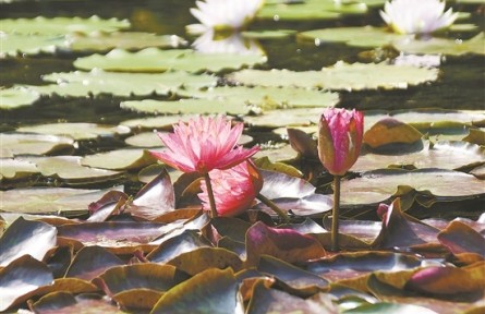 廣州云溪植物園開園，走進保育1320種植物的“珍稀世界”