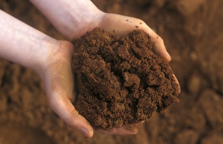 科技名詞|暗棕壤 dark brown forest soil，dark brown soil