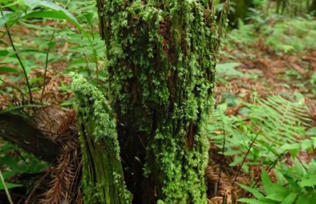 物種故事|苔蘚植物：森林中的“調音師”