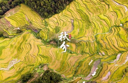 文脈·秋分|金黃梯田迎稻浪，侗寨古村喜曬秋