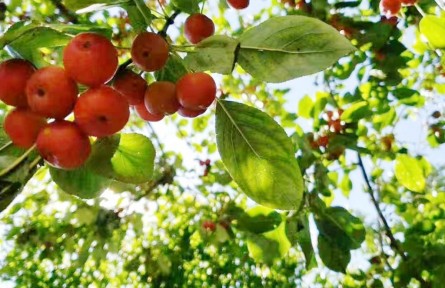 梁奶奶的海棠果蜜餞（李琳）