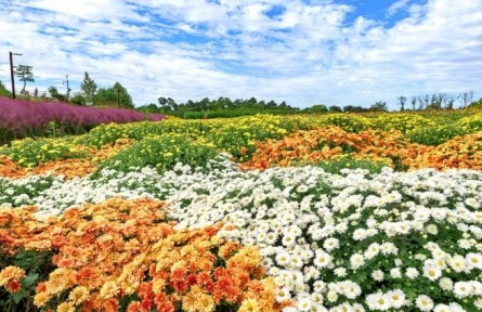 菊花，花中君子，可藥可食