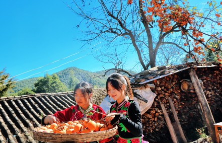 云南南華：紅柿滿(mǎn)枝 鄉(xiāng)愁情深