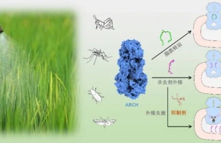 農(nóng)業(yè)害蟲(chóng)表皮保濕排毒的秘密武器