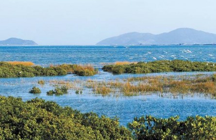 從退化到新生，福建傾力守護(hù)碧海綠洲