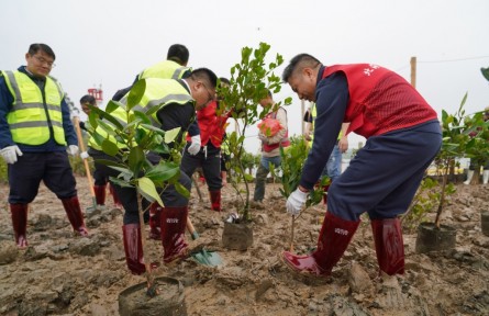 廣西北海：淤泥灘涂搶種紅樹(shù)林