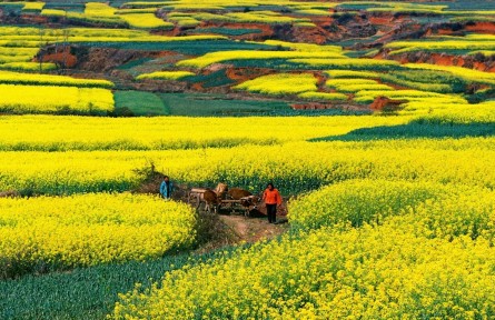 云南紅河瀘西：油菜花開(kāi)春來(lái)美